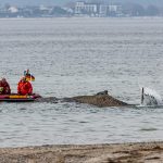 article image - Whale stranded on the Baltic Sea coast – rescue underway